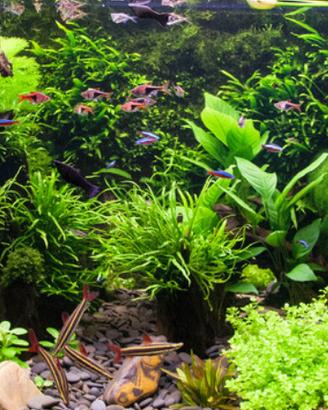 PESCI e PIANTE tropicali d'acqua fredda e laghetto