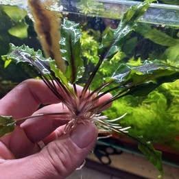 piante facili acquario dolce 