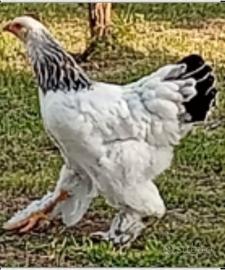 Galli e galline brahma
