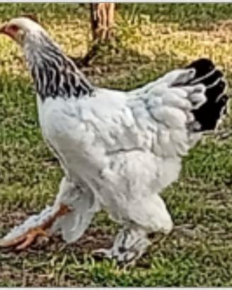 Galli e galline brahma
