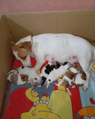 Jack russel terrier