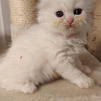 Brittisch fold /shorthair