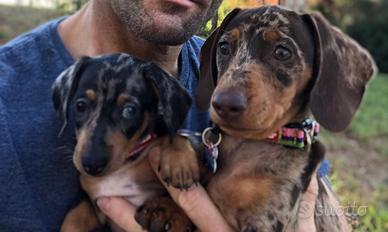 Bassotti toy Kaninchen