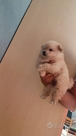 Spitz Pomerania