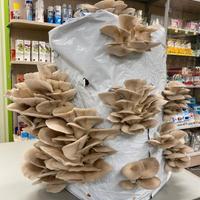 balle/botole per funghi