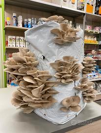 balle/botole per funghi