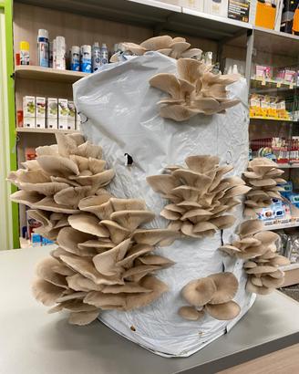 balle/botole per funghi