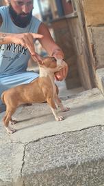 Cuccioli amstaff