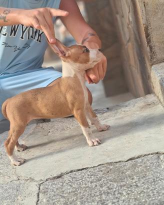 Cuccioli amstaff