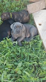 cuccioli di cane corso 