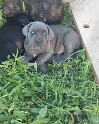 cuccioli di cane corso 