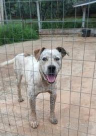 Fluck sui 3anni molossino in canile da 2anni SUD