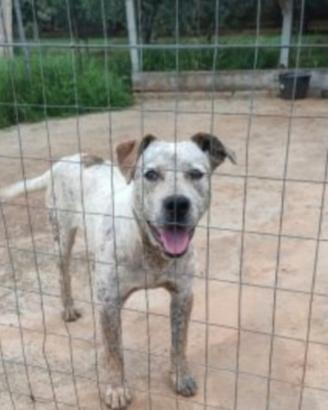 Fluck sui 3anni molossino in canile da 2anni SUD