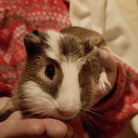 5 cavie peruviane