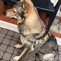 Cuccioli Lupo cecoslovacco