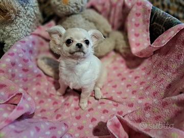 Cucciola con pedigree