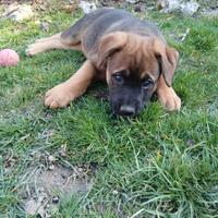 Maschietto incrocio boxer