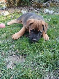 Maschietto incrocio boxer