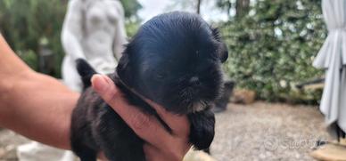 Shih tzu
