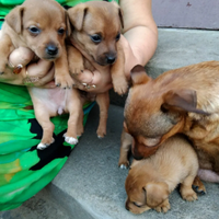 Pinscher Toy mix ultima femmina