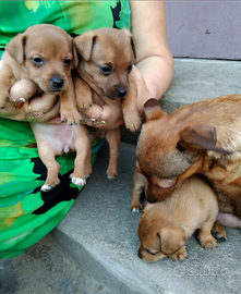 Pinscher Toy mix ultima femmina