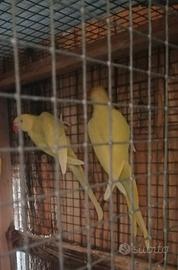 Parrocchetti dal collare