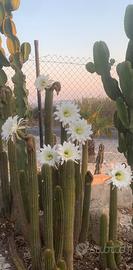 Piante grasse siciliane Trichocereus spalachianus