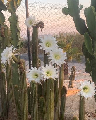 Piante grasse siciliane Trichocereus spalachianus