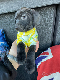 Cuccioli maschi due mesi e mezzo