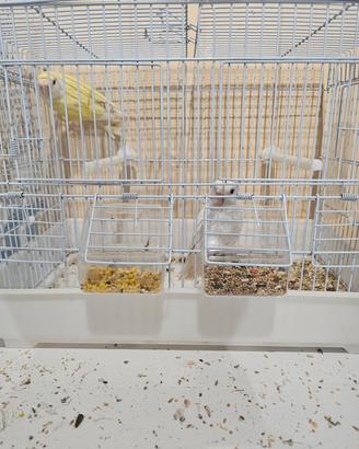 Inseparabili
