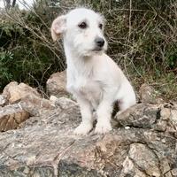 Barboncino nano maltese