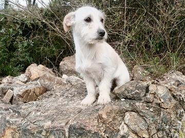 Barboncino nano maltese