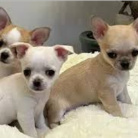 Cuccioli di Chiwawa mini Toy