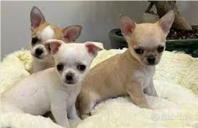 Cuccioli di Chiwawa mini Toy