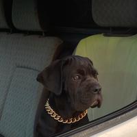 Cuccioli cane corso
