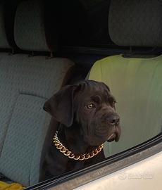 Cuccioli cane corso