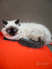 Gatti persiani himalayani