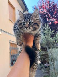 Cucciola Maine Coon - ULTIMA DISPONIBILE