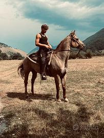 Cavallo