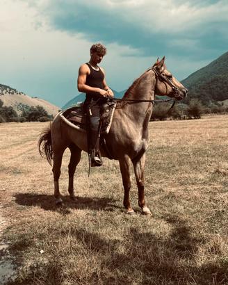 Cavallo