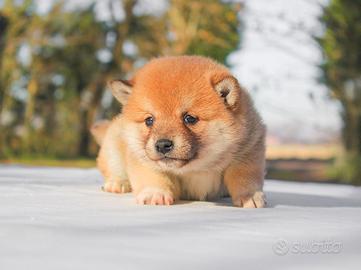 Cucciolina femmina di Shiba Inu rossa
