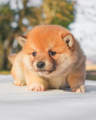Cucciolina femmina di Shiba Inu rossa