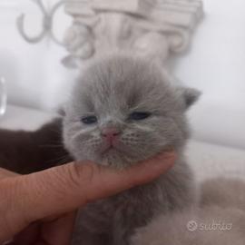 Cucciola british shorthair