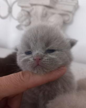 Cucciola british shorthair