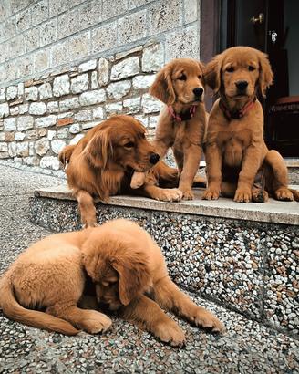 Golden retriever Americani