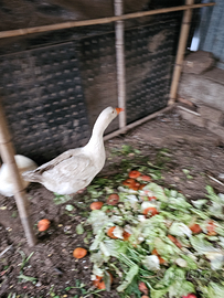 Galline marans e oca femmina
