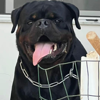 Rottweiler