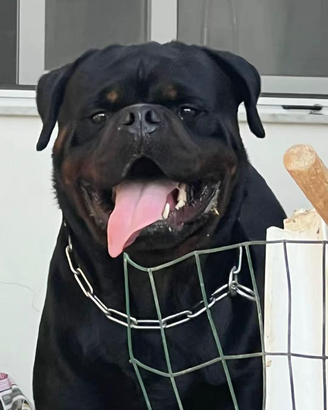 Rottweiler