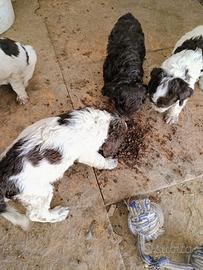 Lagotto springer