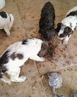 Lagotto springer